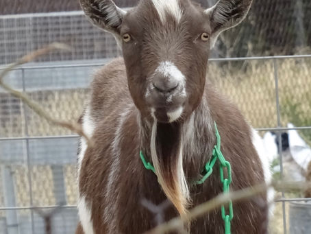 City camping with goats