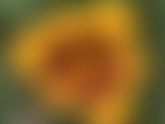 Considering the Lillies