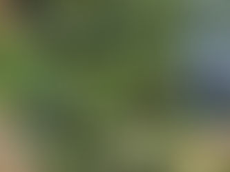 The extent of possible: a victory garden of sorts