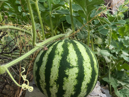 Wandering watermelons