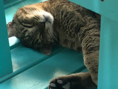 Cat amongst the violets.