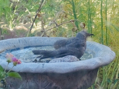 Making a splash is a solitary thing