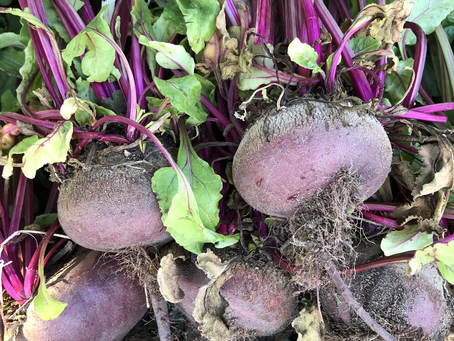 A bounty of beets