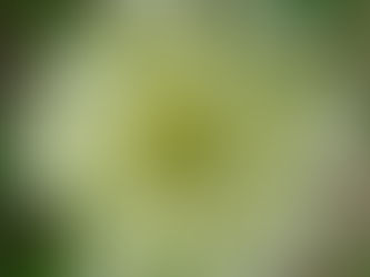 There’s a Polar Bear in the Front Garden