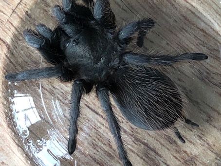 Things to do with Mason jars which you won’t find on Pinterest