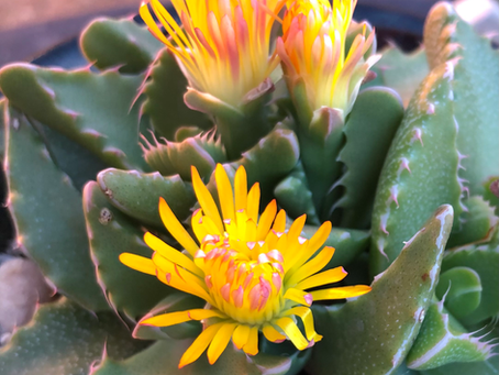 Diwali blessings from the jaws of the tiger