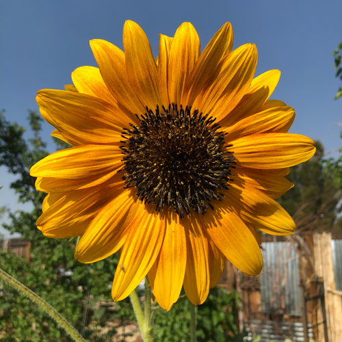 Helianthus annuus (Sunflower) seed Nomad Dreaming
