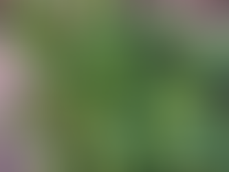 The politics of eating weeds: a loaded pancake question.