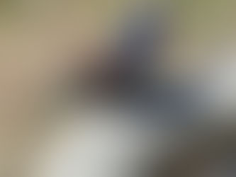 A promise of rainbows: the bluebird of happiness and some prickly babes