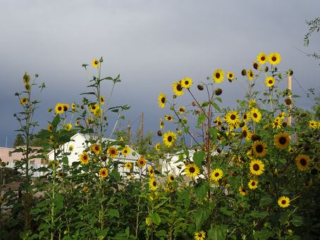 Another Mid Year Full Moon