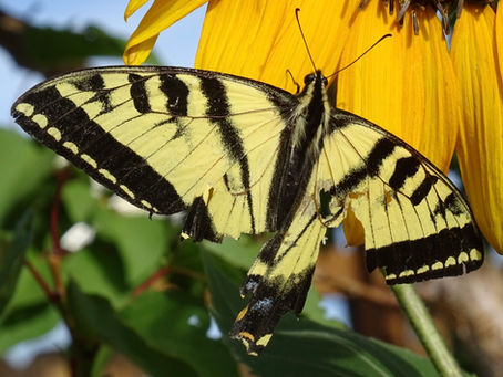 The one that got away