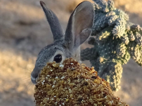 Dances With Desert Cottontails