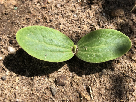 ‘N Boer Maak ‘N Plan