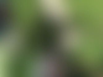 Perennial gifts from the garden