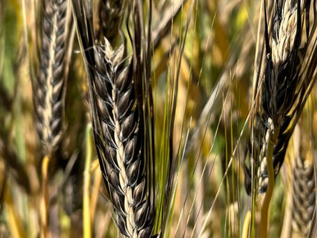 A dive into the agricultural gene pool