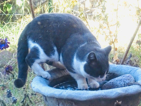 Not just for the birds