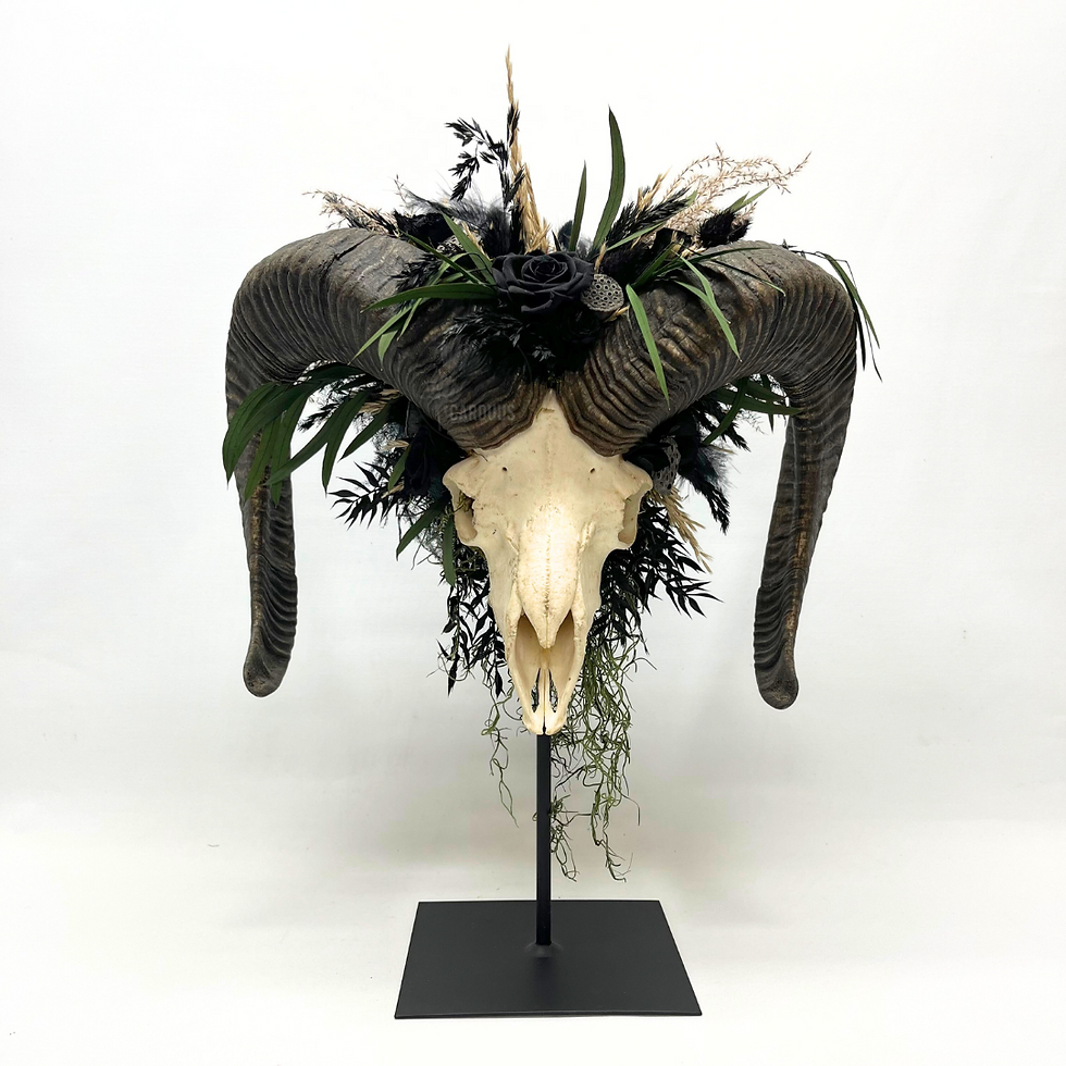 Ovis Atratus - Moeflon schedel op staander