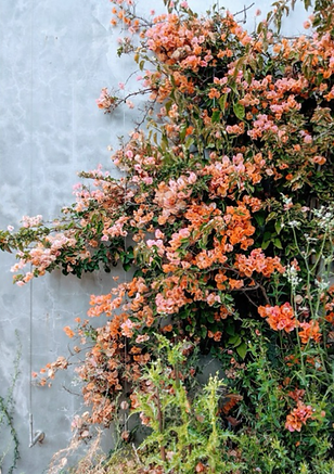 bougainville.png