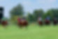 Upcoming Racedates.jpeg