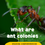 Thumbnail: What are ant colonies? Reading Comprehension Lesson