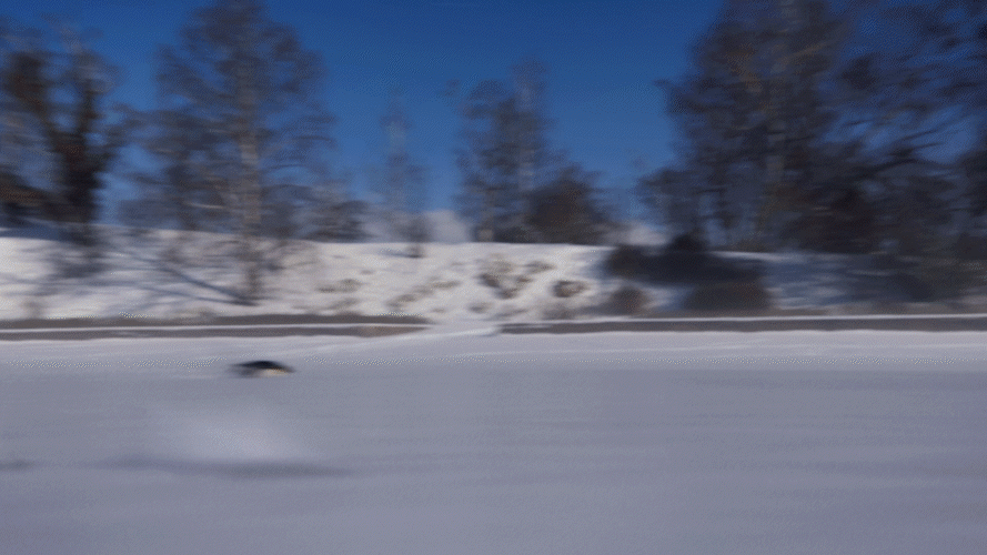 pinguin_gif_2.gif