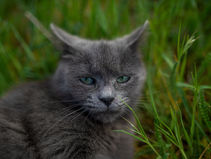 Supporting an Elderly Pet: Cherishing Their Golden Years
