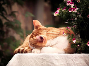 Preparing Yourself and Your Home for Home Euthanasia