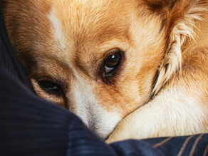 Recognising the Signs of Pet Stress and How to Help