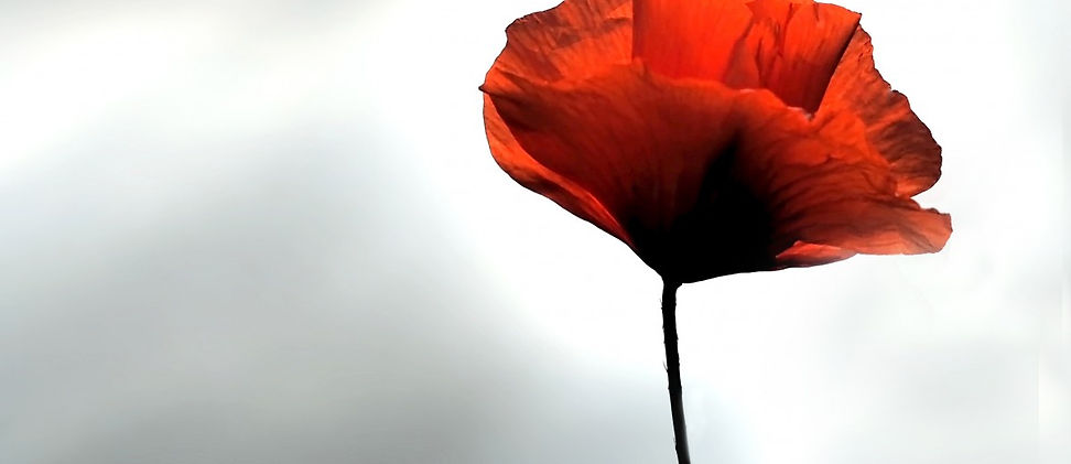 coquelicot.jpg