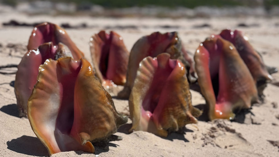 Conch diving in Grand Turk and Salt Cay