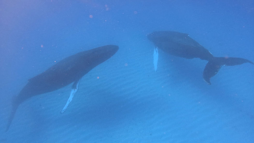 Whales Watching In Salt Cay.