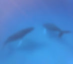 Humpback Whale watching in Grand Turk, Turks and Caicos