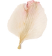 natural-dried-flower-wallpaper-pattern8.png