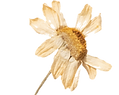 natural-dried-flower-wallpaper-pattern4.png