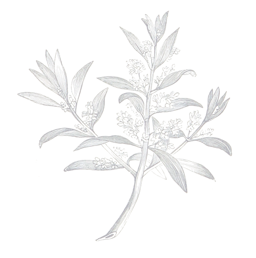 leaf2_edited.png