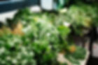 Green Vegetables