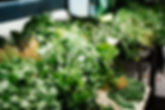Green Vegetables