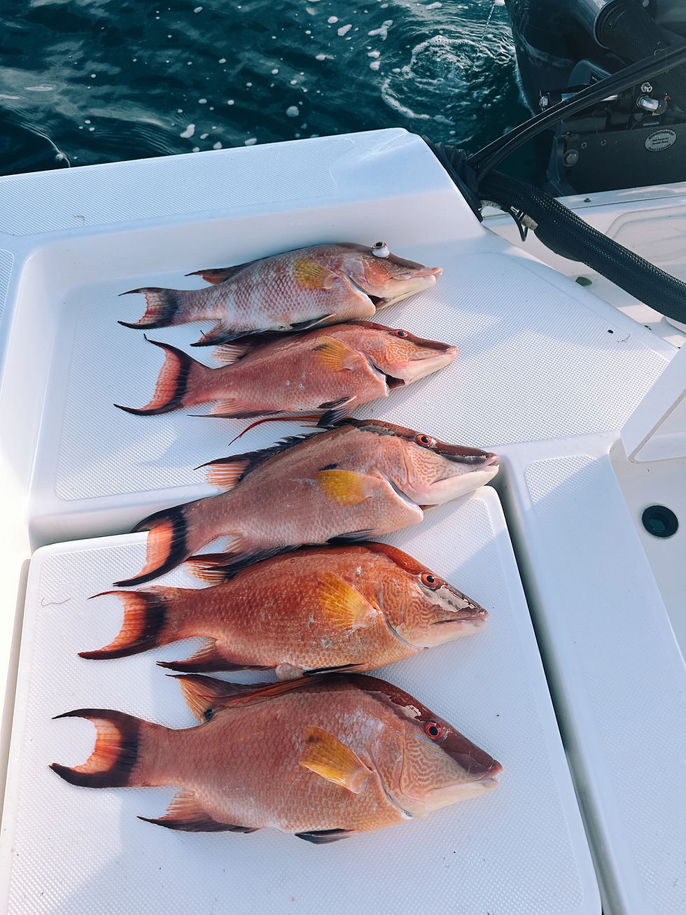 Eye-level view of a large hog fish caught near offshore reefs