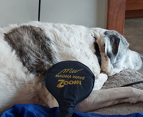 dogMwavepaddle.jpg