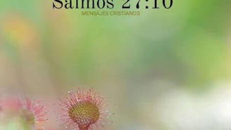 Bajo sus alas, estoy experimentado en mi vida el deleite en el Señor.