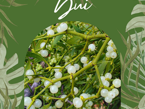 🌿Le Gui (Viscum Album)🌿