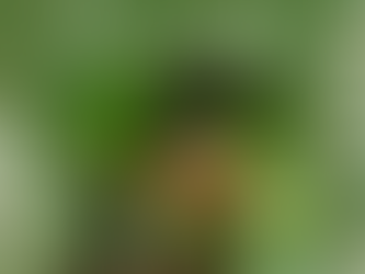 🌿Le clou de girofle et giroflier 🌿