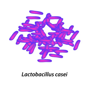 🦠Focus probiotiques : Lactobacillus casei