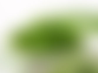 L'aneth (Anethum graveolens)