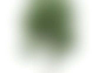 🌿Bourgeon d'aulne glutineux et ses bienfaits