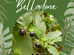 🌿La belladone (Atropa belladonna)🌿