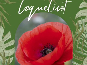 🌿Le Coquelicot (Papaver Rhoeas)🌿