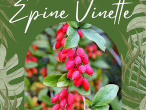 🌿L'Epine vinette (Berbéris Vulgaris)🌿