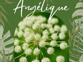 🌿L'angélique chinoise (Dan Gui)🌿