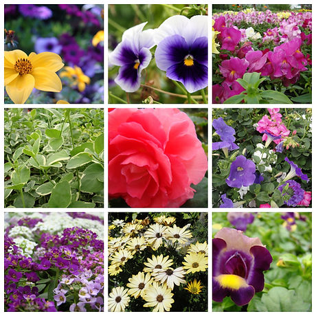 Annuals.jpg